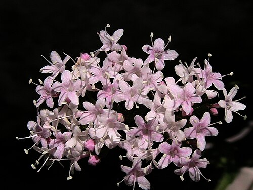 Dwarf valerian: Valeriana montana . In la Bòfia, Odèn (Solsonès - Catalunya). To 1.750 m. altitudeValeriana montana