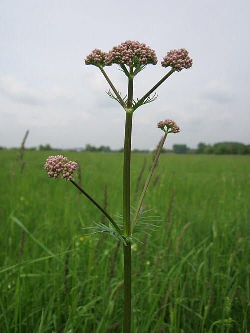 Common valerian: Echter Baldrian ( Valeriana officinalis ) im Hockenheimer Rheinbogen