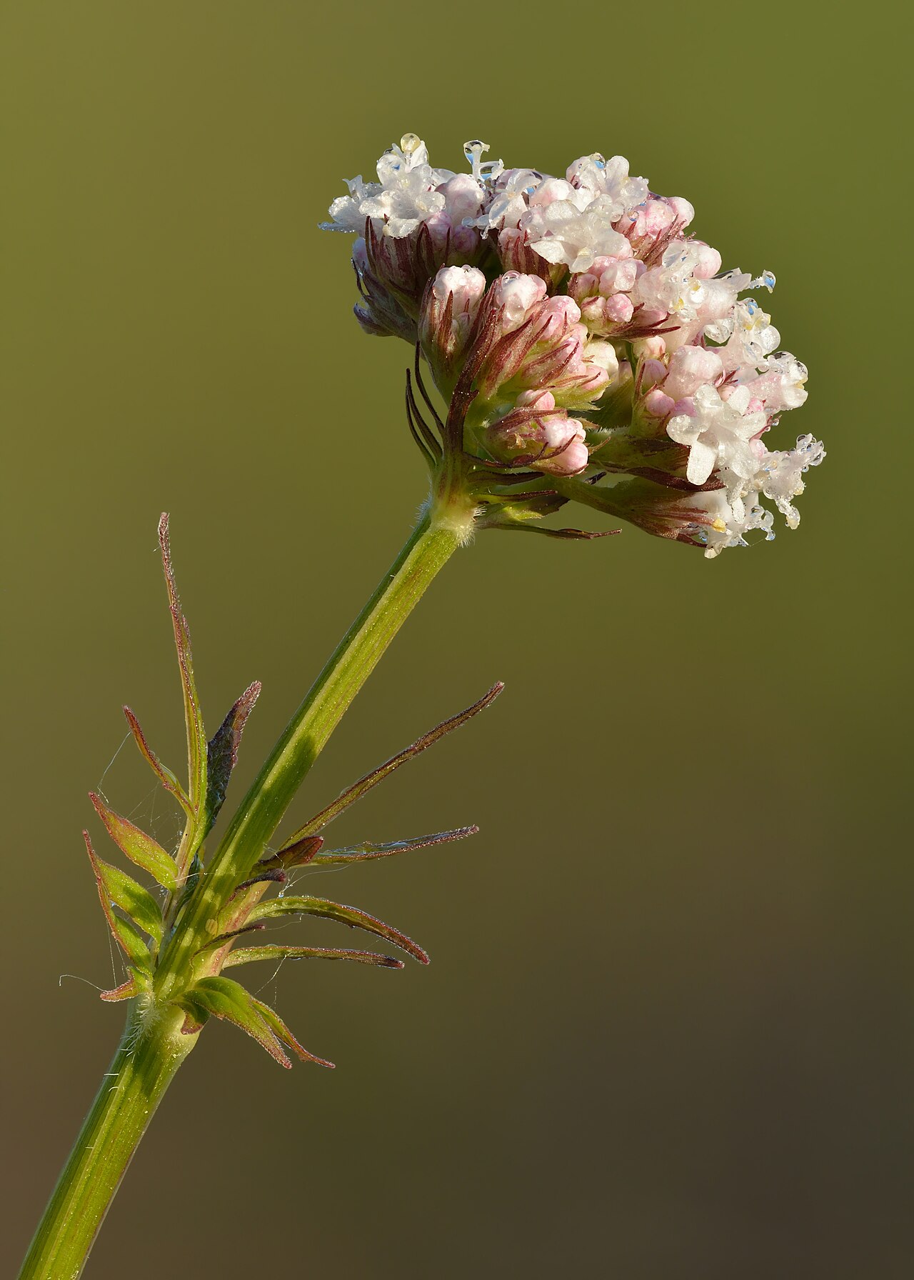 Common valerian: Valerian with morning dew