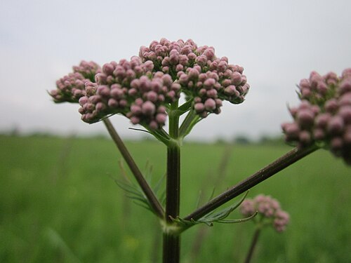 Common valerian: Echter Baldrian ( Valeriana officinalis ) im Hockenheimer Rheinbogen