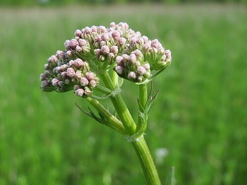 Common valerian: Echter Baldrian ( Valeriana officinalis ) in den Horststückern im Landschaftsschutzgebiet „Hockenheimer Rheinbogen“