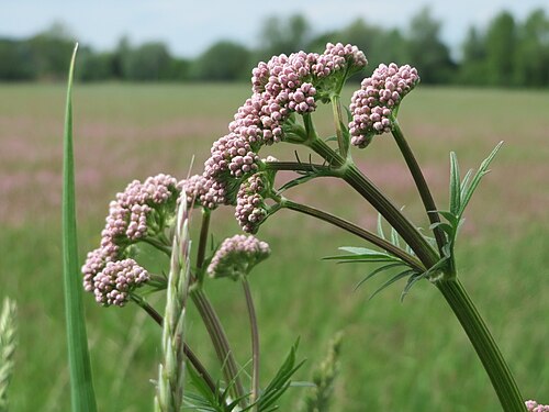 Common valerian: Echter Baldrian ( Valeriana officinalis ) im Naturschutzgebiet „Karl-Ludwig-See“ im Landschaftsschutzgebiet „Hockenheimer Rheinbogen“