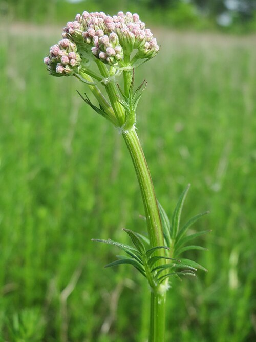 Common valerian: Echter Baldrian ( Valeriana officinalis ) in den Horststückern im Landschaftsschutzgebiet „Hockenheimer Rheinbogen“