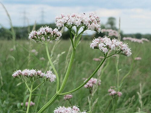 Common valerian: Echter Baldrian ( Valeriana officinalis ) im Naturschutzgebiet „Karl-Ludwig-See“ im Landschaftsschutzgebiet „Hockenheimer Rheinbogen“