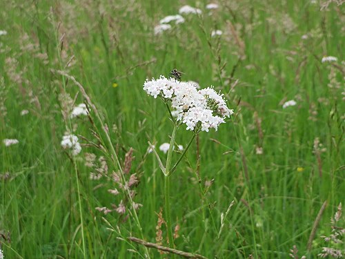 Common valerian: Echter Baldrian ( Valeriana officinalis ) im Naturschutzgebiet Bachwiesen/Leopoldswiesen im Hockenheimer Rheinbogen