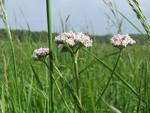 Common valerian: Echter Baldrian ( Valeriana officinalis ) im Naturschutzgebiet „Bachwiesen/Leopoldswiesen“ im Landschaftsschutzgebiet „Hockenheimer Rheinbogen“