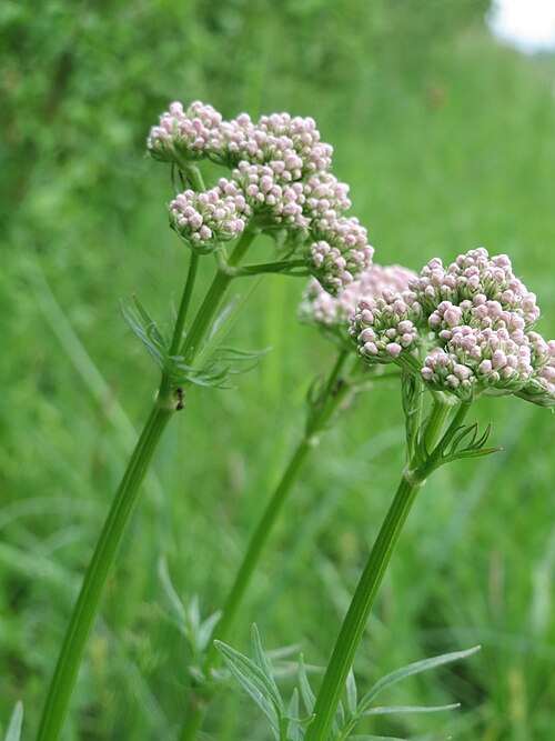 Common valerian: Echter Baldrian ( Valeriana officinalis ) im Landschaftsschutzgebiet Hockenheimer Rheinbogen
