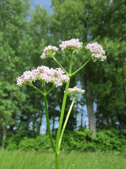 Common valerian: Echter Baldrian ( Valeriana officinalis ) am Rhein bei Altlußheim