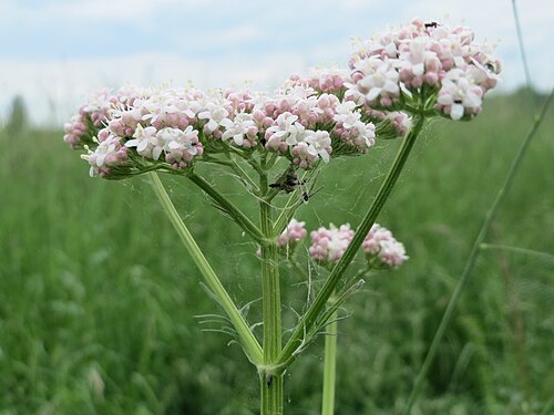 Common valerian: Echter Baldrian ( Valeriana officinalis ) im Naturschutzgebiet „Karl-Ludwig-See“ im Landschaftsschutzgebiet „Hockenheimer Rheinbogen“