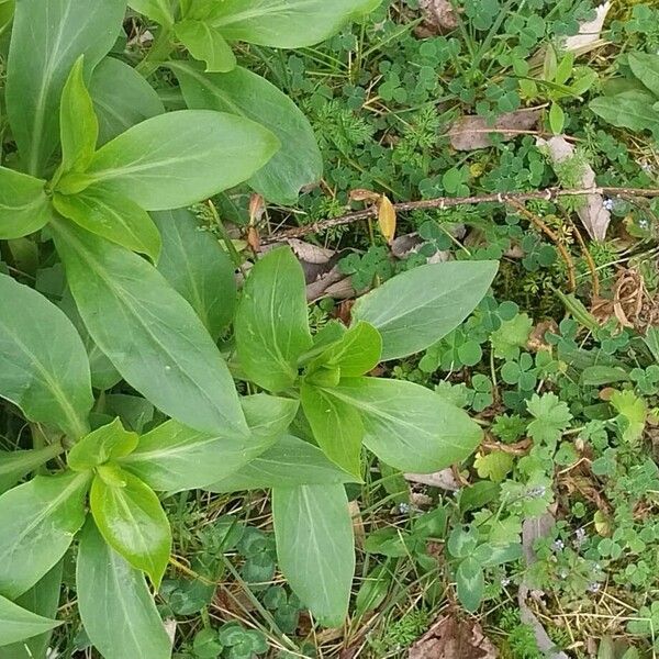 Red valerian (Valeriana rubra)
