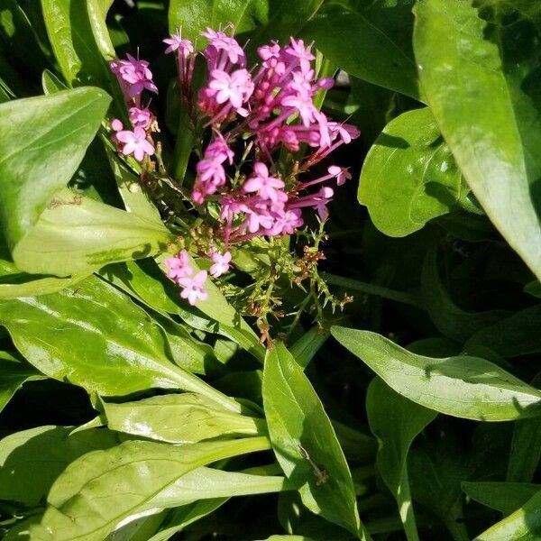 Red valerian (Valeriana rubra)