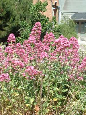 Red valerian (Valeriana rubra)