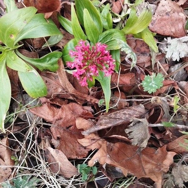Red valerian (Valeriana rubra)