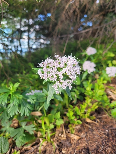 Three-leaved valerian (Valeriana tripteris)