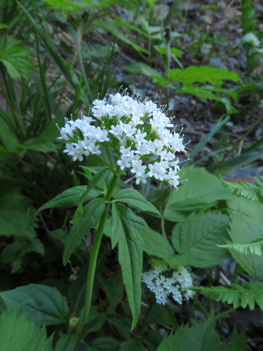 Three-leaved valerian (Valeriana tripteris)