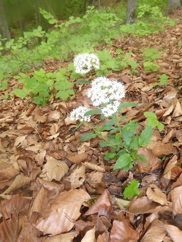 Three-leaved valerian (Valeriana tripteris)