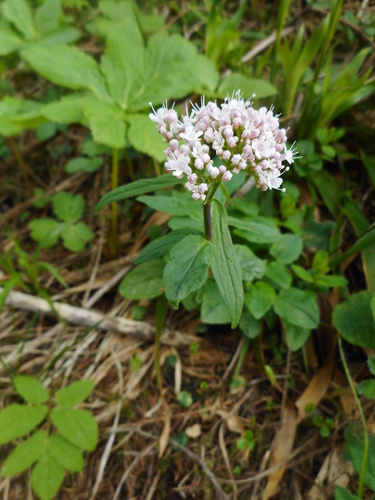 Three-leaved valerian (Valeriana tripteris)