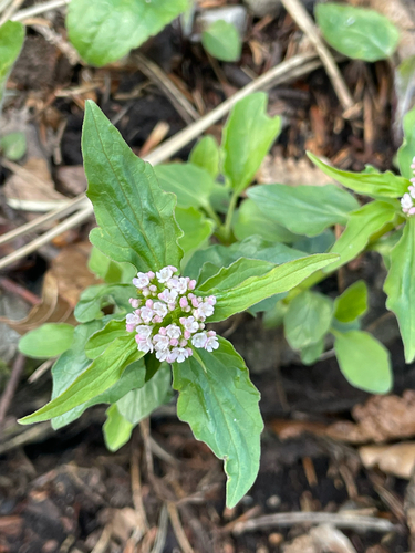 Three-leaved valerian (Valeriana tripteris)