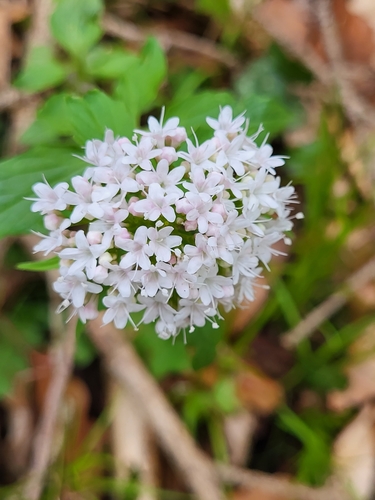 Three-leaved valerian (Valeriana tripteris)