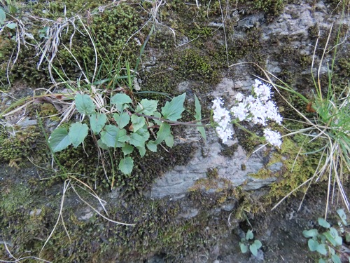 Three-leaved valerian (Valeriana tripteris)