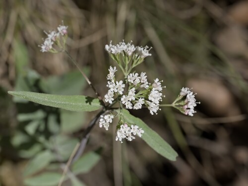 Three-leaved valerian (Valeriana tripteris)