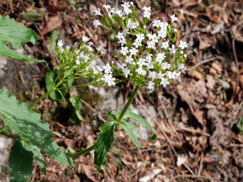 Three-leaved valerian (Valeriana tripteris)
