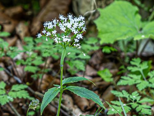 Three-leaved valerian (Valeriana tripteris)