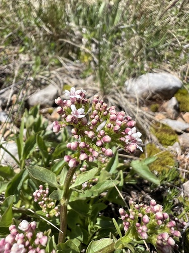 Three-leaved valerian (Valeriana tripteris)