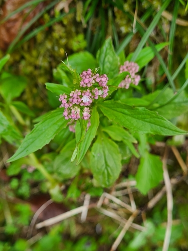 Three-leaved valerian (Valeriana tripteris)