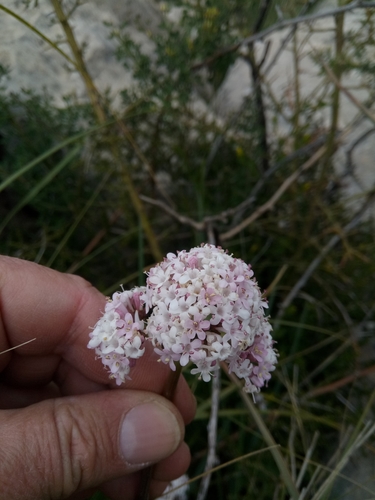 Tuberous valerian (Valeriana tuberosa)
