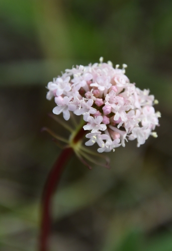 Tuberous valerian (Valeriana tuberosa)