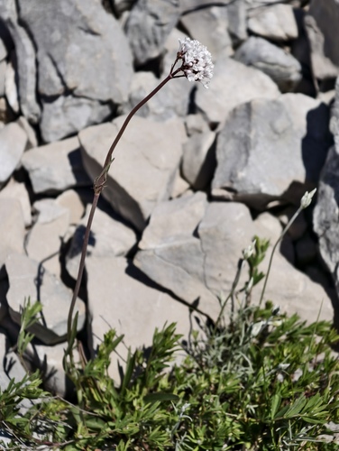 Tuberous valerian (Valeriana tuberosa)