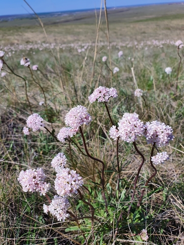 Tuberous valerian (Valeriana tuberosa)