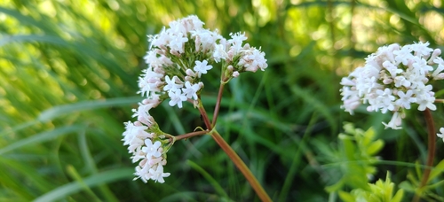Tuberous valerian (Valeriana tuberosa)