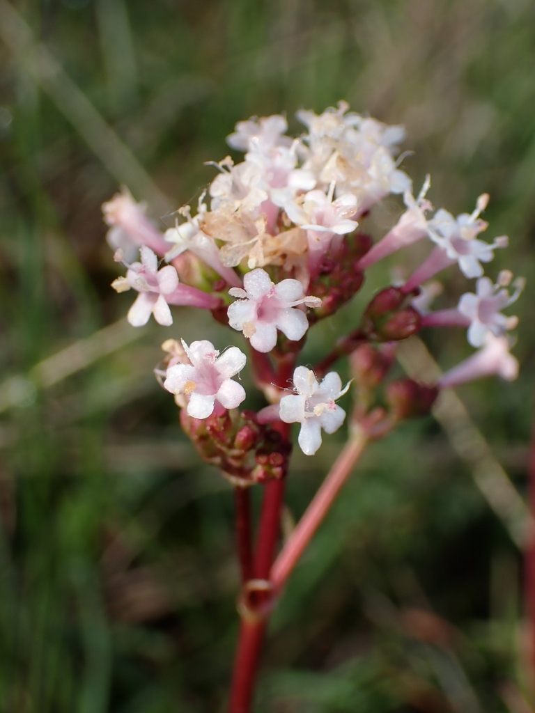 Tuberous valerian (Valeriana tuberosa)