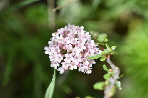Tuberous valerian (Valeriana tuberosa)