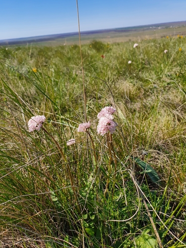 Tuberous valerian (Valeriana tuberosa)