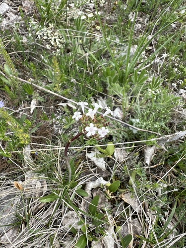 Tuberous valerian (Valeriana tuberosa)