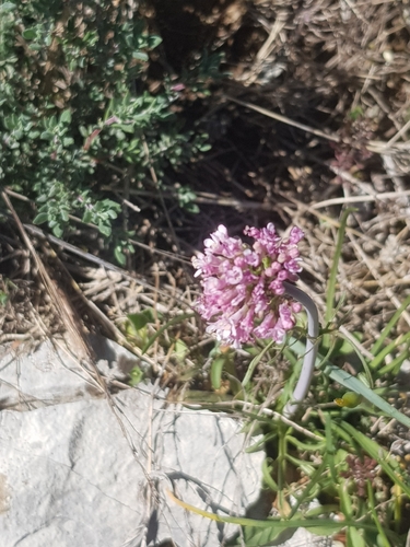 Tuberous valerian (Valeriana tuberosa)