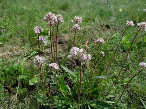Tuberous valerian (Valeriana tuberosa)