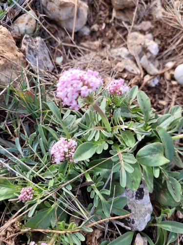 Tuberous valerian (Valeriana tuberosa)