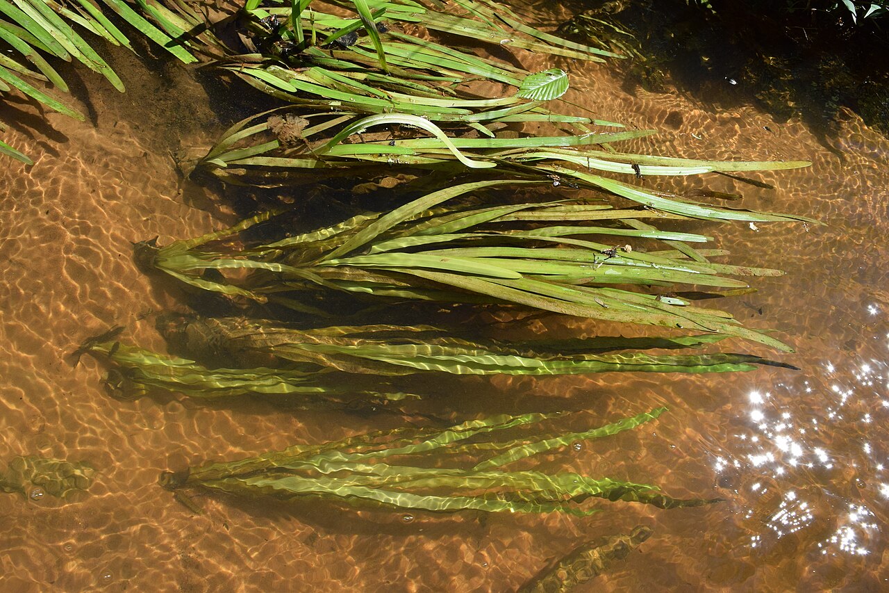 American eelgrass: Vallisneria americana growing in Bay Springs Branch at the University of Mississippi Field Station