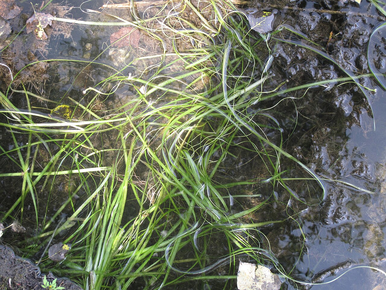 American eelgrass: Nom français : vallisnérie d'Amérique. Nom anglais : American eelgrass. Plants en fleur (inflorescence) de vallisnérie d'Amérique, en milieu naturel (aquatique)