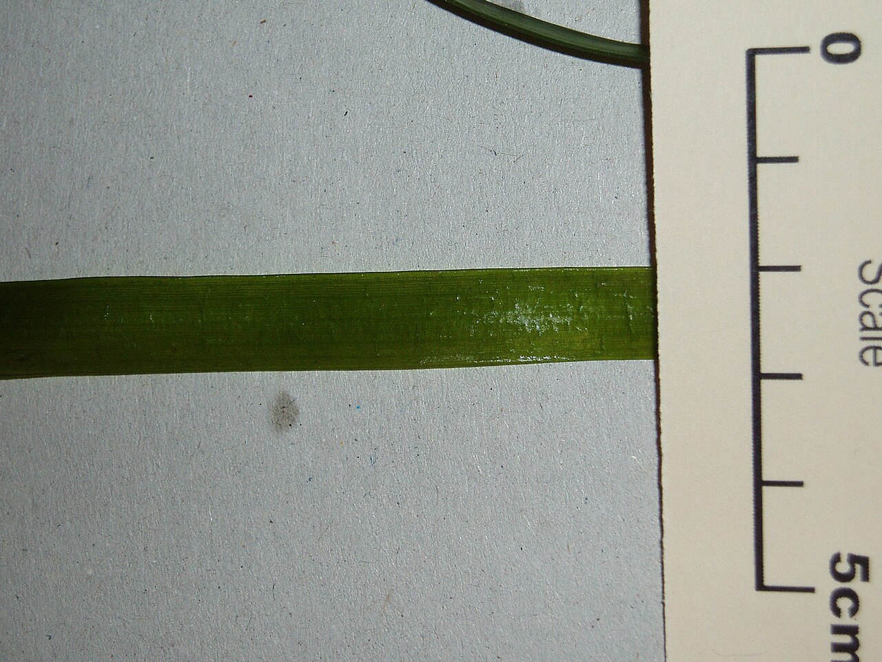 American eelgrass (Vallisneria americana)