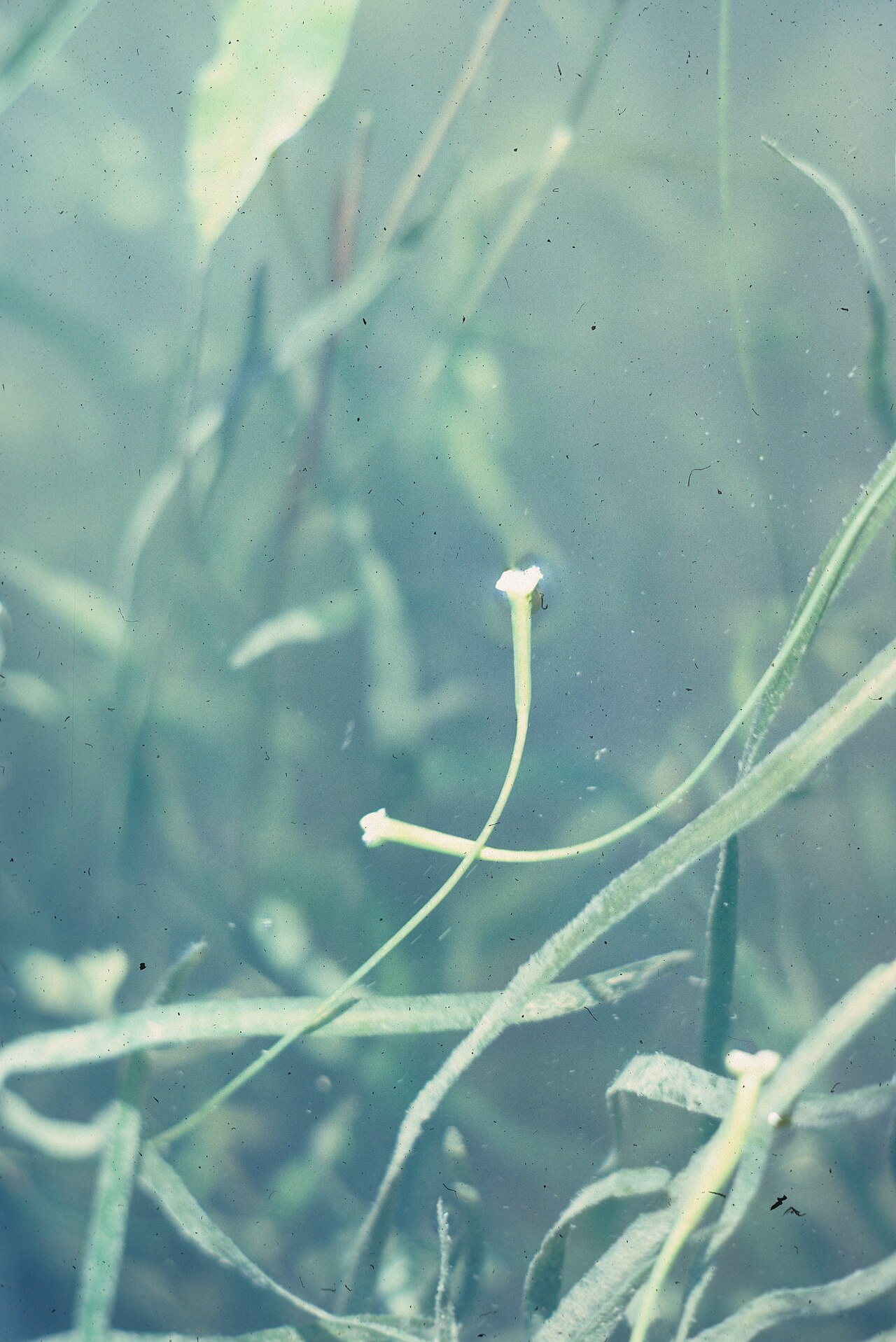 American eelgrass: Nom français : vallisnérie d'Amérique. Nom anglais : American eelgrass. Feuilles et fleurs (inflorescence) de vallisnérie d'Amérique, en milieu naturel (aquatiq