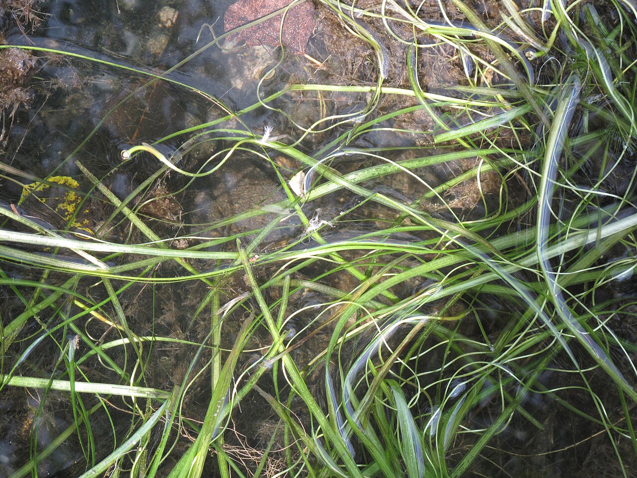 American eelgrass: Nom français : vallisnérie d'Amérique. Nom anglais : American eelgrass. Plants en fleur (inflorescence) de vallisnérie d'Amérique, en milieu naturel (aquatique)