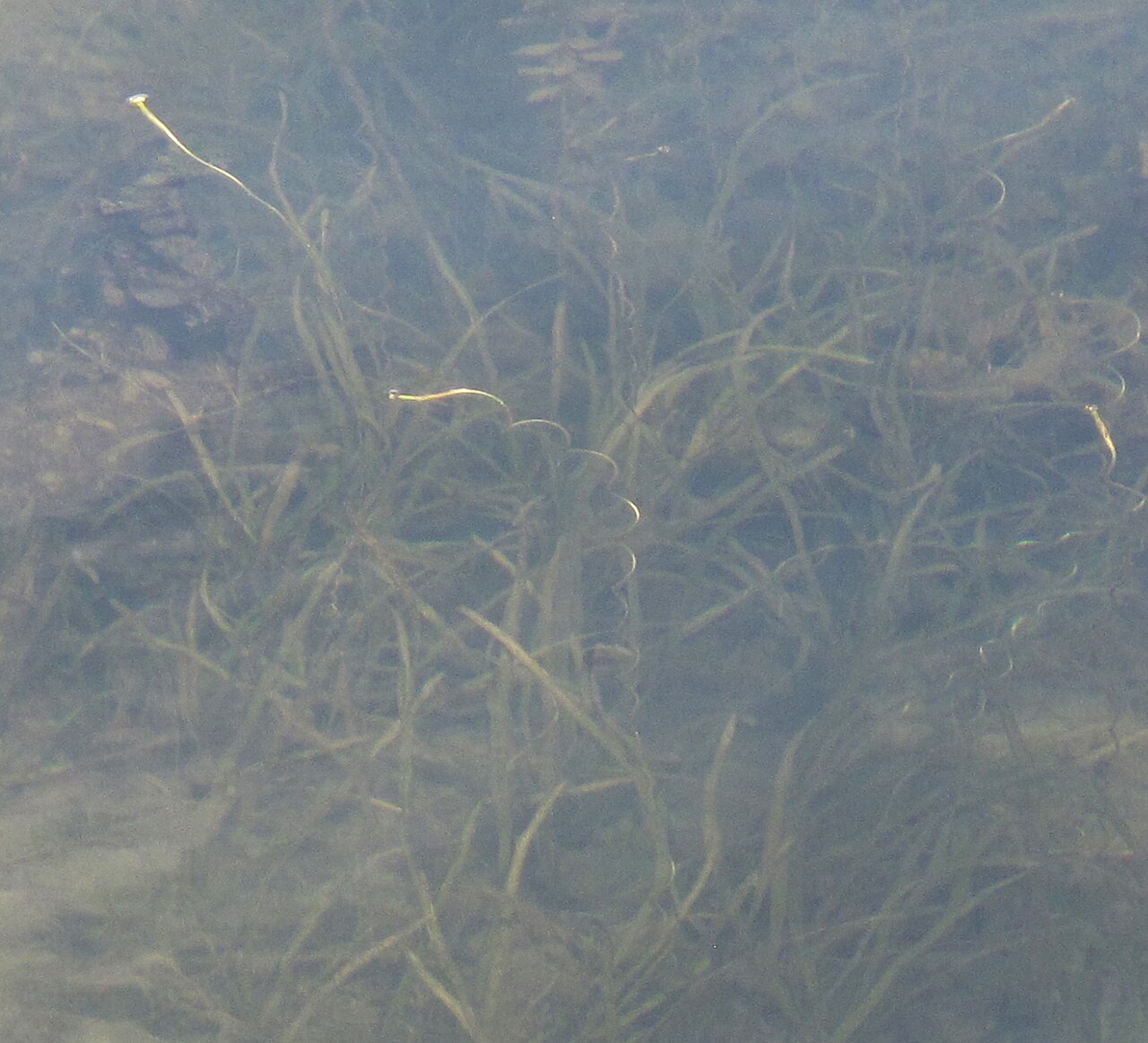 American eelgrass: Nom français : vallisnérie d'Amérique. Nom anglais : American eelgrass. Plants en fleur (inflorescence) de vallisnérie d'Amérique, en milieu naturel (aquatique)