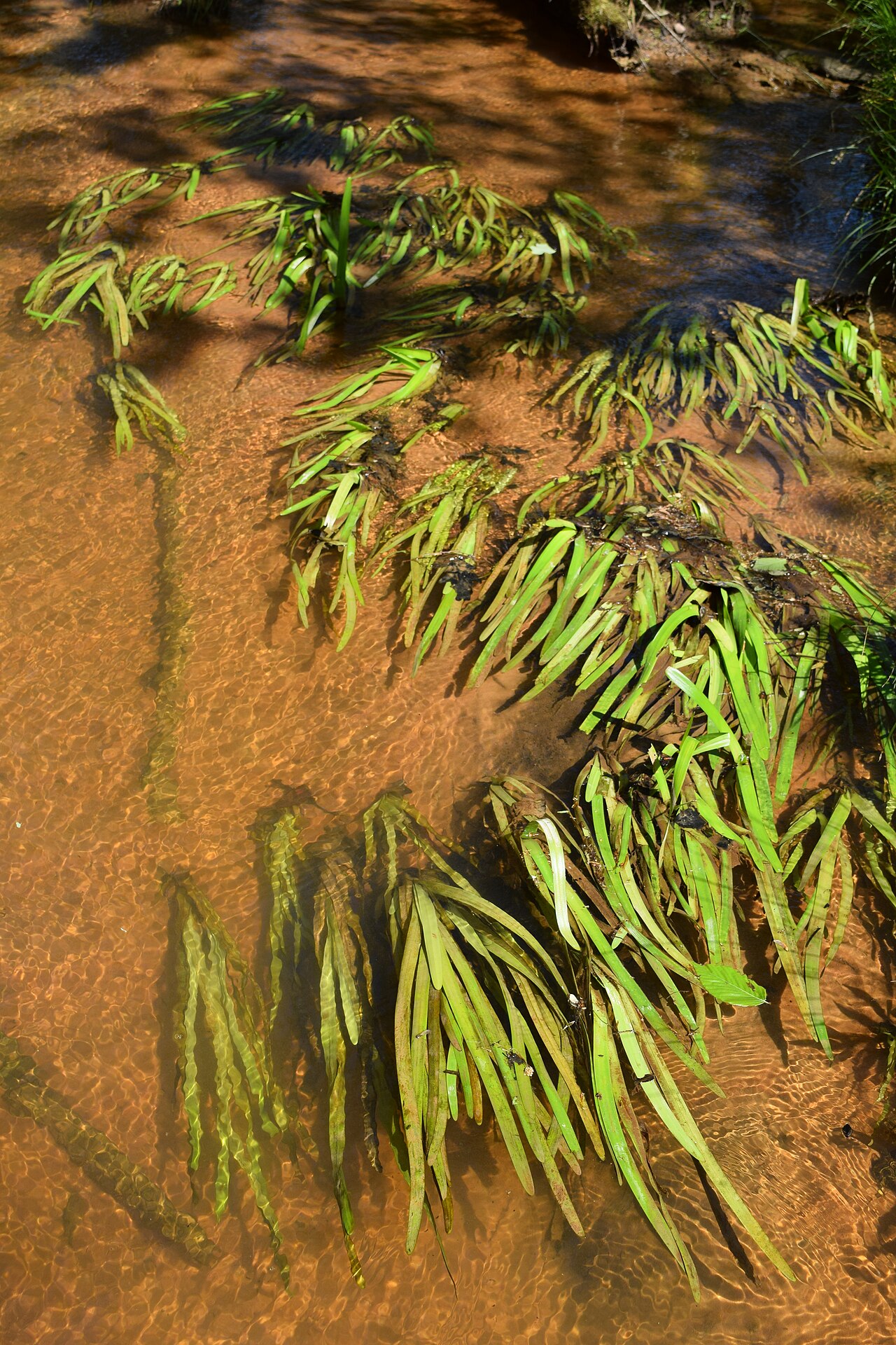 American eelgrass: Vallisneria americana growing in Bay Springs Branch at the University of Mississippi Field Station