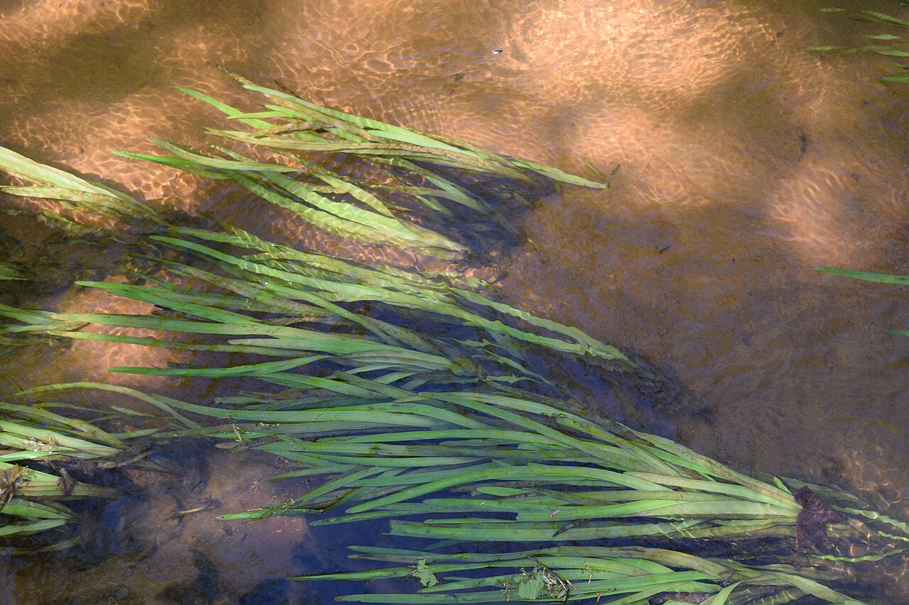 American eelgrass: Vallisneria americana growing in Bay Springs Branch at the University of Mississippi Field Station
