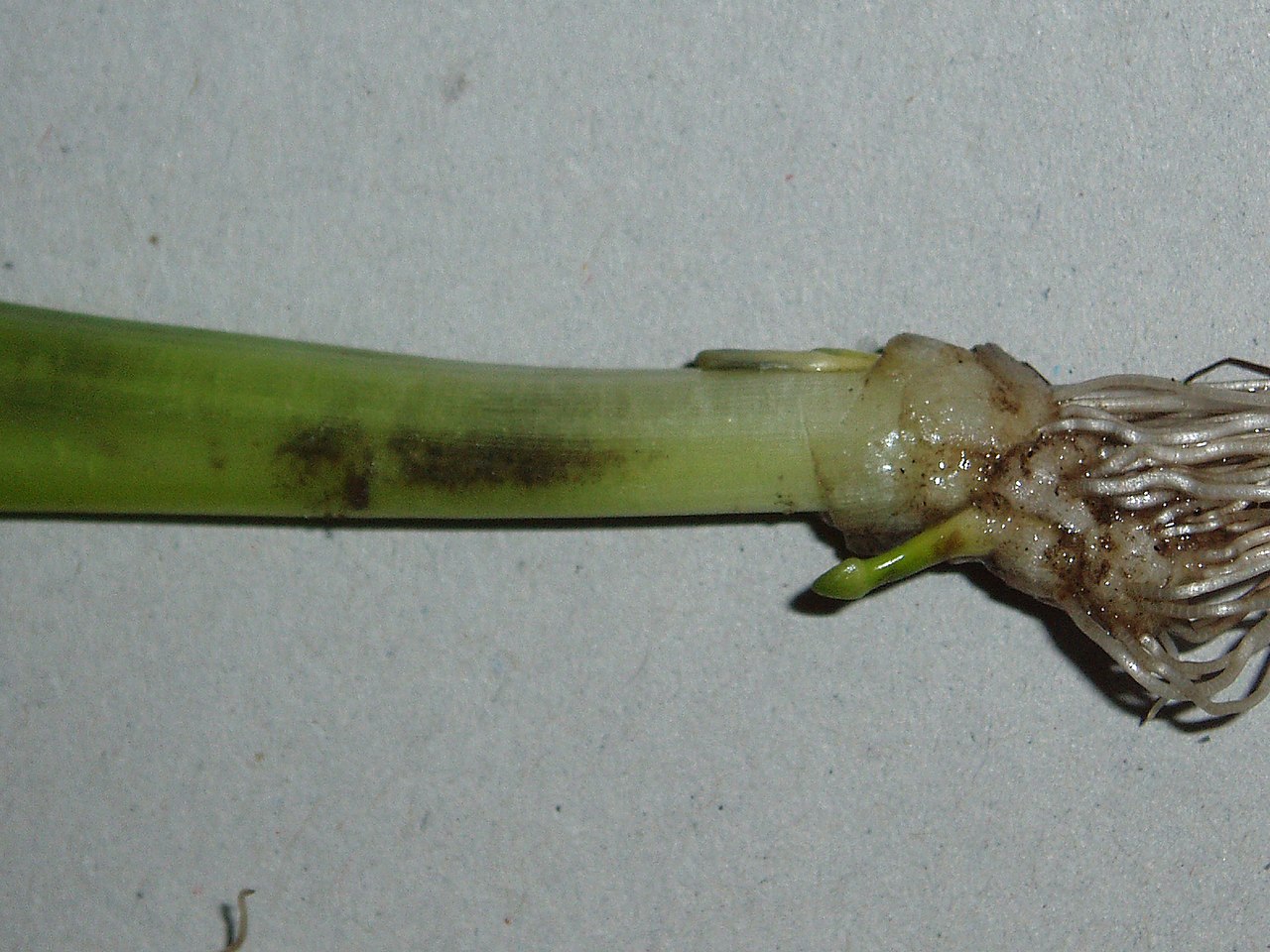 American eelgrass (Vallisneria americana)
